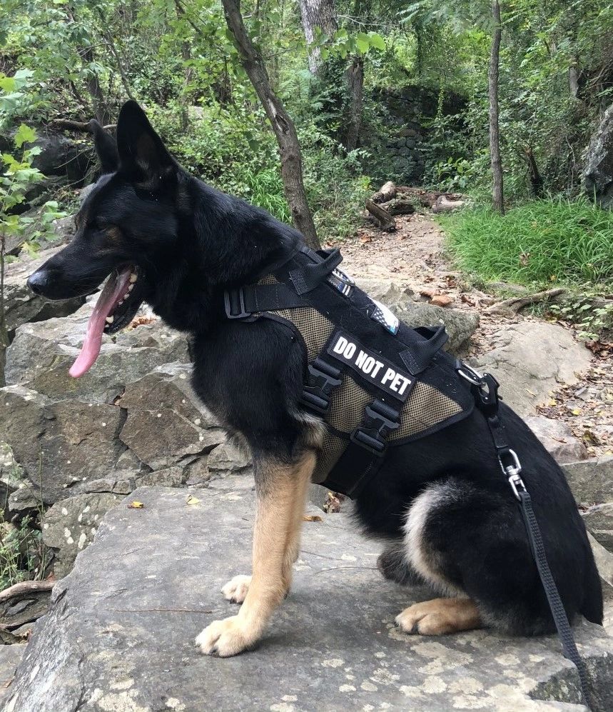 First State K9 Dog Equipment, Pet Supplies, K9 Equipment